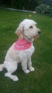 Hundehalstuch Rot/Pink HANNI